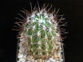 Sclerocactus parviflorus