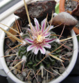 Stenocactus crispatus 5.JPG