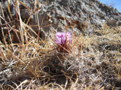 Stenocactus ochoterenanus 3h.jpg