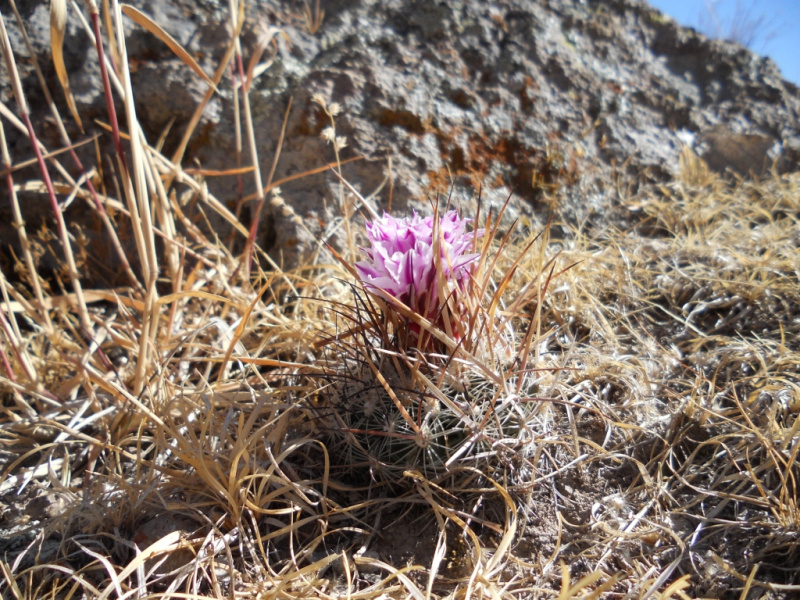 Файл:Stenocactus ochoterenanus 3h.jpg