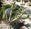 Austrocylindropuntia cylindrica