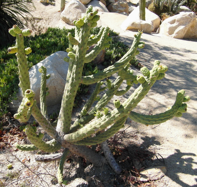 Файл:Austrocylindropuntia cylindrica 62.JPG