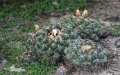 Coryphantha elephantidens bumamma.jpg