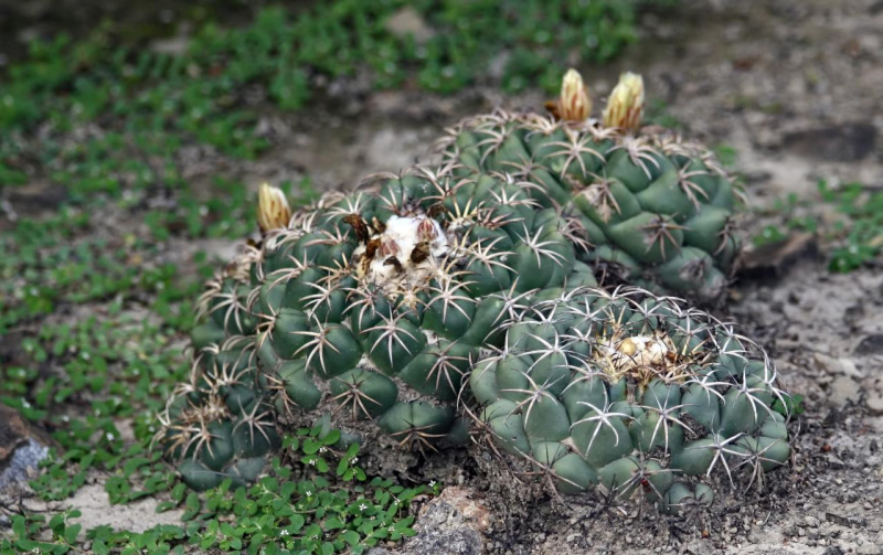 Файл:Coryphantha elephantidens bumamma.jpg