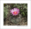 Echinocactus texensis 01.jpg