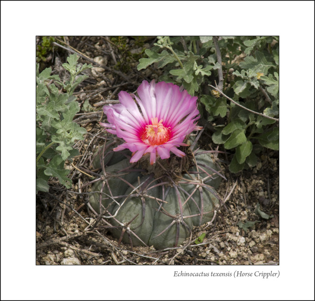 Файл:Echinocactus texensis 01.jpg