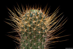 Echinopsis pugionacantha ssp. pugionacantha 2.jpeg