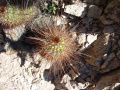 Echinopsis strigosa 1.JPG