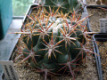 Ferocactus viridescens var. littoralis.JPG