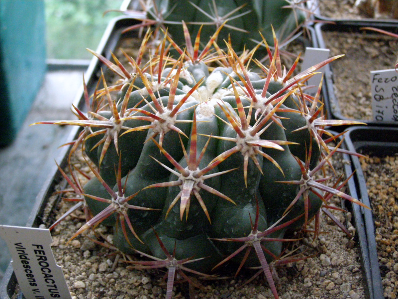 Файл:Ferocactus viridescens var. littoralis.JPG