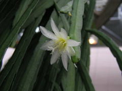 Lepismium crenatum b.jpg