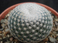 Mammillaria formosa microthele 5.jpg