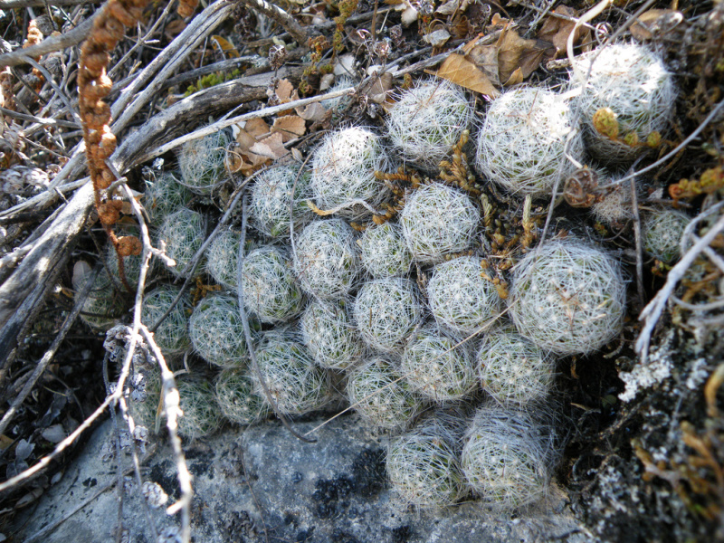 Файл:Mammillaria kraehenbuehlii 4.jpg