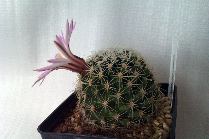 Файл:Mammillaria napina 2.jpg