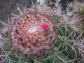 Melocactus bahiensis ssp. amethystinus