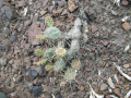 Opuntia fragilis 7.JPG
