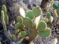 Opuntia oricola 2h.jpg