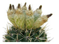 Parodia mammulosa fr.jpg
