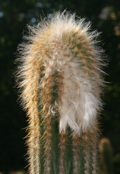 Файл:Pilosocereus densiareolatus F. Ritter.jpg