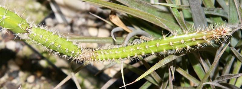 Файл:Pseudoacanthocereus brasiliensis 1.JPG