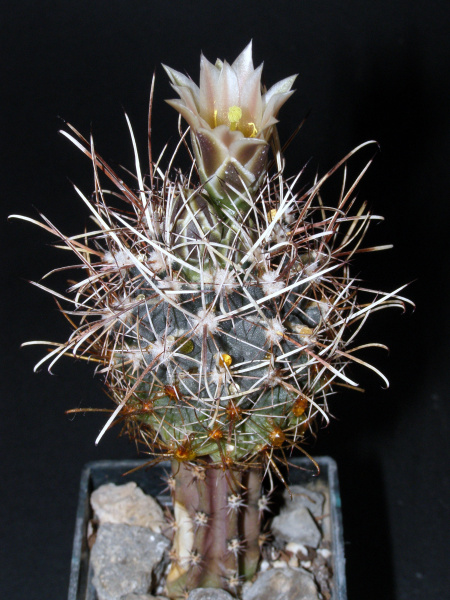 Файл:Sclerocactus brevihamatus ssp. tobuschii 2.JPG