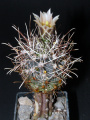 Sclerocactus brevihamatus ssp. tobuschii 2.JPG