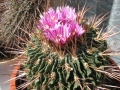 Stenocactus sp.
