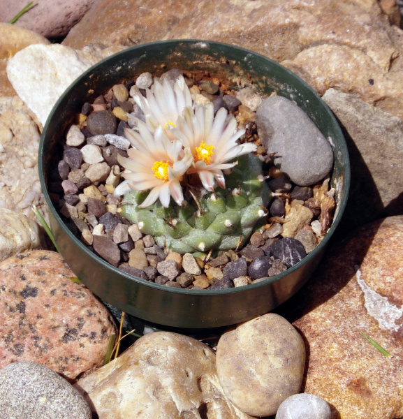 Файл:T schwarzii 1894.JPG