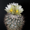 Turbinicarpus beguinii ssp. hintoniorum