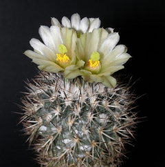 Turbinicarpus beguinii ssp. hintoniorum.jpg