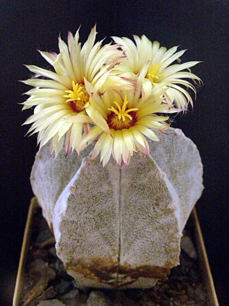 Файл:Astrophytum coahuilense MG-56.jpg