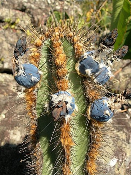 Файл:Cipocereus laniflorus 4.JPG