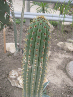Cleistocactus sepium 1.jpg