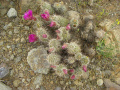 Echinocereus engelmannii