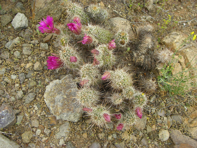 Файл:Echinocereus engelmannii 05.jpg