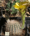 Echinopsis aurea ssp. aurea
