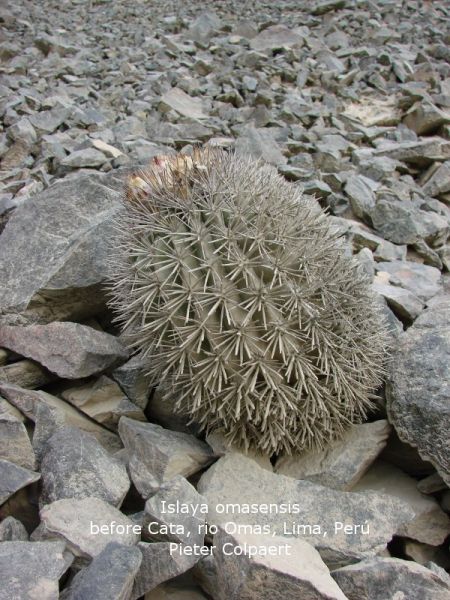 Файл:Eriosyce omasensis 1.jpg