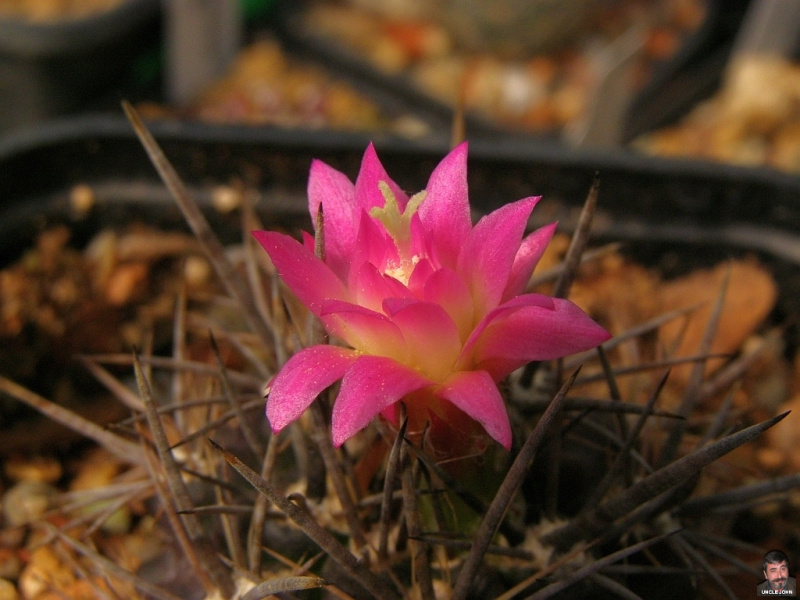 Файл:Eriosyce subgibbosa ssp. subgibbosa 1.jpg