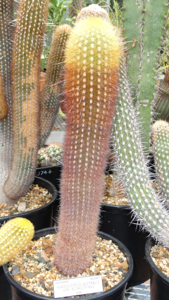 Файл:Haageocereus decumbens DSC08844.JPG