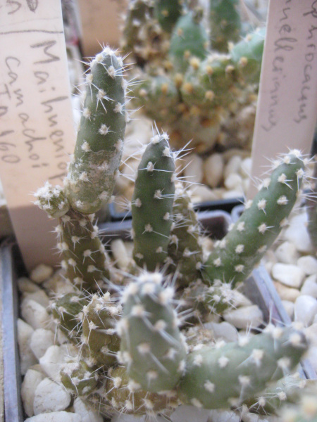 Файл:Maihueniopsis glomerata 2.jpg