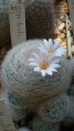 Mammillaria lenta 3.jpg