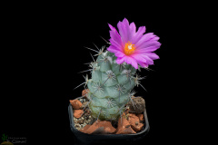 Neolloydia matehualensis 2.jpg