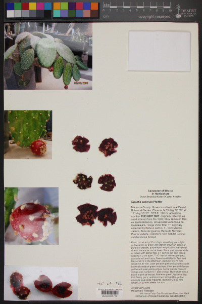 Файл:Opuntia puberula DES65742.jpg
