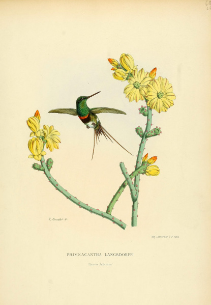 Файл:Opuntia salmiana 1600-37.jpg