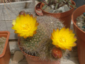 Parodia alacriportana 330.jpg