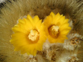 Parodia chrysacanthion NIKI.jpg