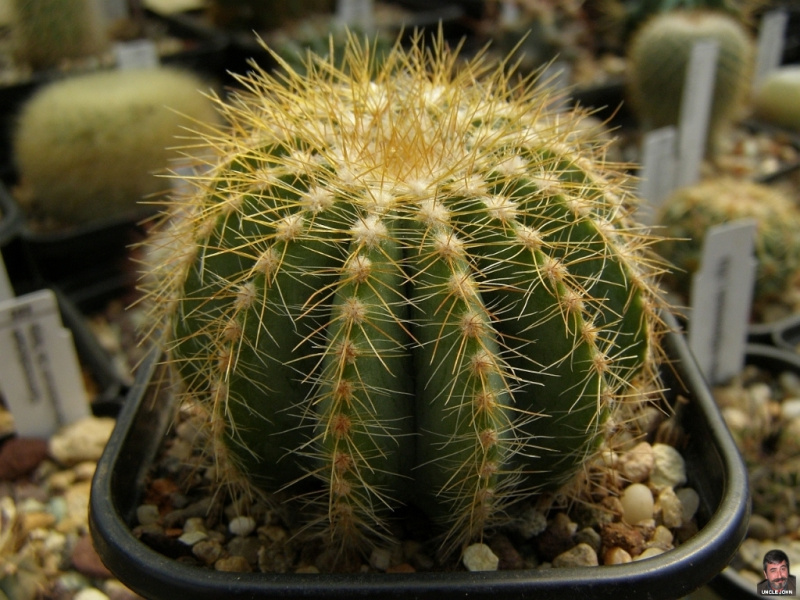 Файл:Parodia magnifica2.jpg