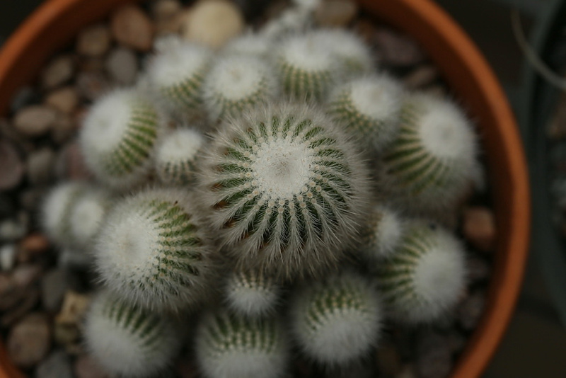 Файл:Parodia scopa ssp. marchesii.jpg