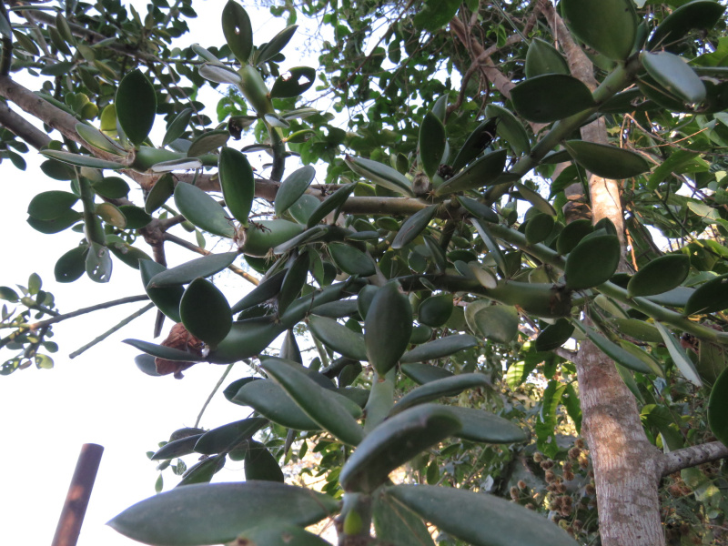 Файл:Pereskiopsis aquosa.jpeg