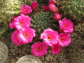 Rebutia steinbachii ssp. steinbachii 2.jpg